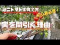 【摘果する理由】ミニトマトの育て方「初心者必見です」