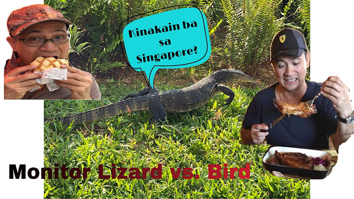 Monitor Lizard (Bayawak) vs. birds in Punggol River / Kinakain ba Ang Bayawak sa Singapore?