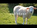 chillphenol - Cool Wool (Official Music Video)