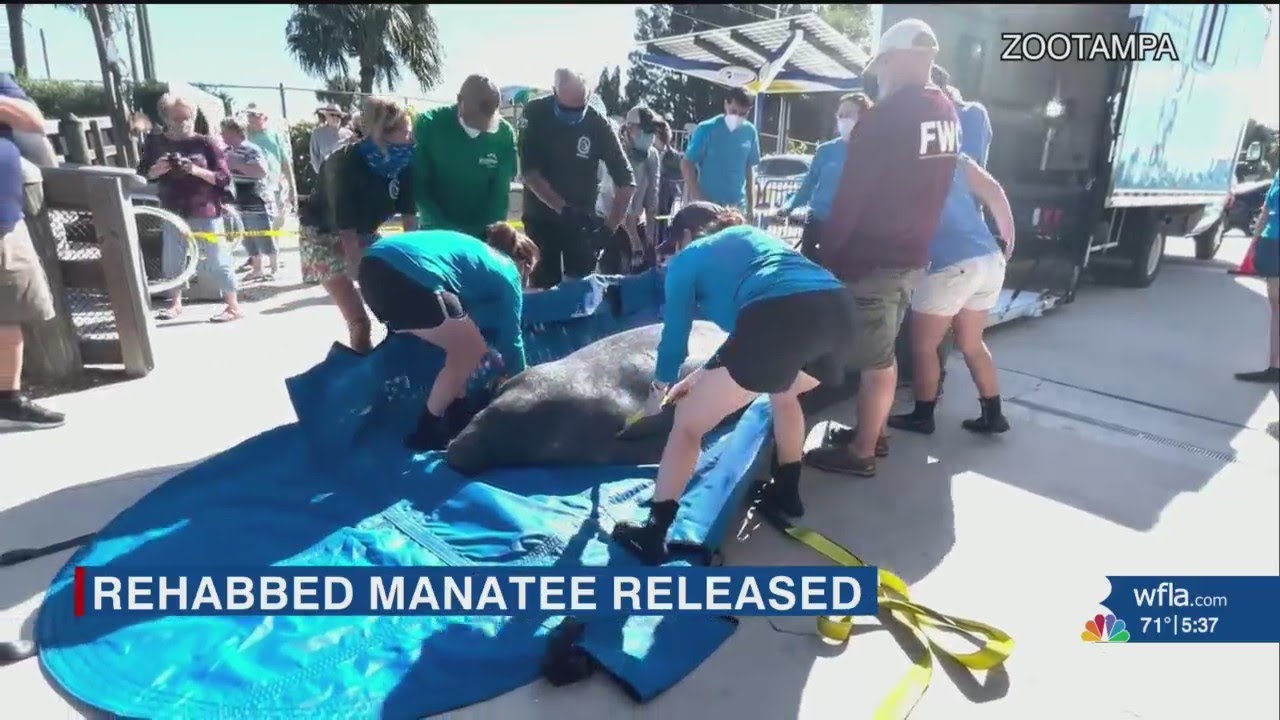 Rescued manatee returned to Florida waters after year of rehabilitation ...