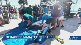 Rescued manatee returned to Florida waters after year of rehabilitation at ZooTampa
