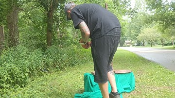 Removing a skunk from a live trap. How to in details!