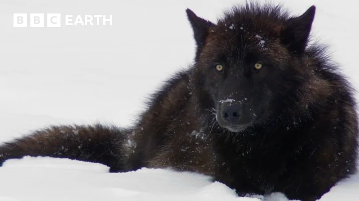 The Remarkable Wildlife of Yellowstone | BBC Earth