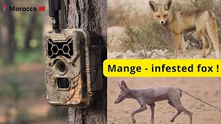 Mange-Infected Fox Caught on Trail Camera – Rare Wildlife Footage / ثعلب مصاب بالجرب / Morocco 🇲🇦
