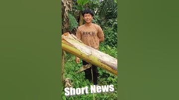 Man Gets Music Vids Of Him Cutting Down Banana Trees