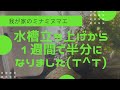 水槽立ち上げから1週間で、10匹から5匹に減りました