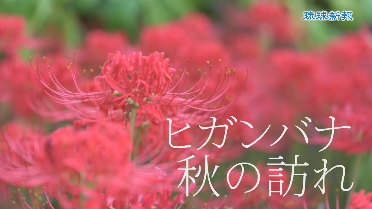 ヒガンバナ 秋の訪れ Youtube