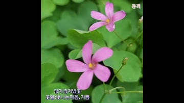 Thumbnail of 덩이괭이밥꽃, 꽃말은 빛나는 마음, 기쁨/몽깨[행복시선(視禪)]
