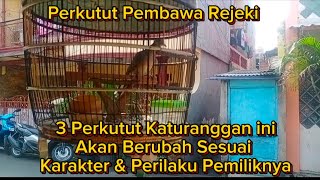 3 Katuranggan perkutut ini akan berubah sesuai karakter pemiliknya