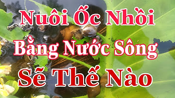 Ốc Nhồi Nuôi Bằng Nước Sông,Đem Lại Hiệu Quả Như Thế Nào#16|Ốc Nhồi Bắc Giang