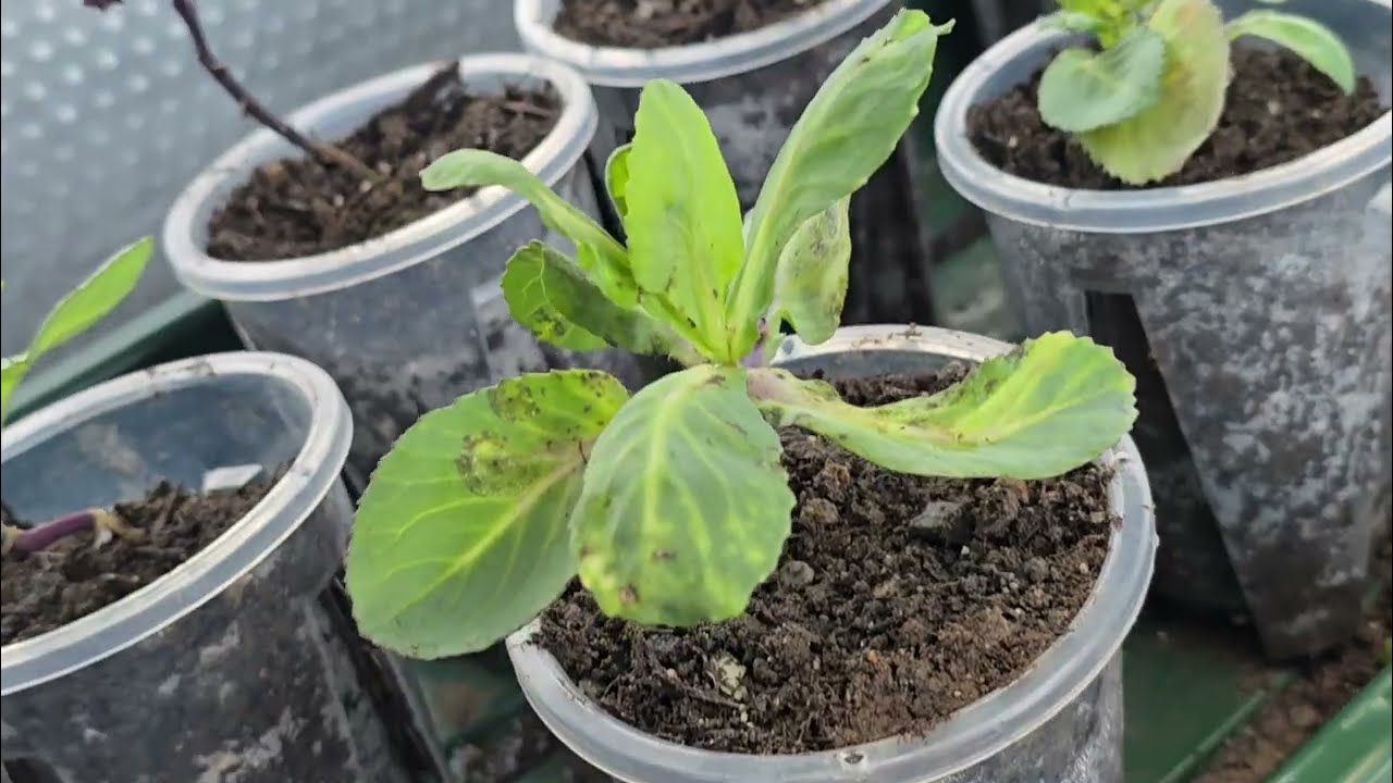 How my mornings seem to be going! Who knew a greenhouse was so much work! Its like having kids! 🥶