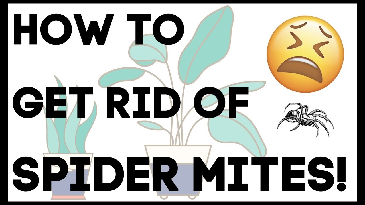 SPIDER MITES!!! GET RID WITH NEEM OIL SPRAY YouTube