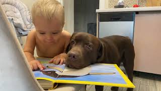 Funniest I've Ever Seen! Baby Tries to Teach His Dog.