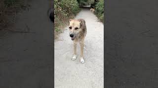 Abandoned Dogs in. a Portuguese Forest- a message of kindness & responsibly #dogrescue #abadonedDogs