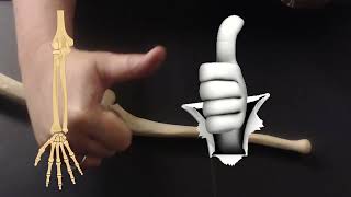 Appendicular Skeleton Skeletal Anatomy Review | Practical Exam Guide: Limb Bones