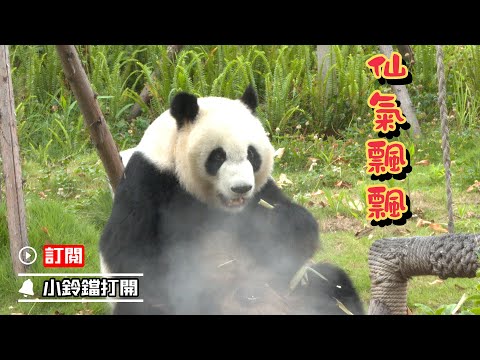 《熊貓早晚安》仙气飘飘的吃笋环境 | iPanda熊貓頻道