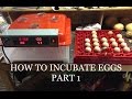 HOW TO INCUBATE CHICKEN EGGS STEP BY STEP!!!!