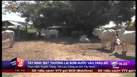 Video: Bắt Quả Tang Thương Lái Bơm Nước Vào Trâu Bò