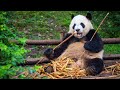 பாண்டா கரடிகளை பற்றிய கவலை வேண்டாம் - சீனா / Google news tamil