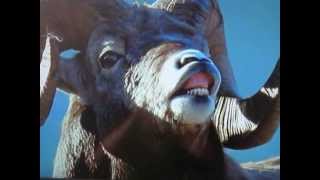 Funny talking Animals 2013 Compilation Pt.1 (best)