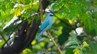 Verditer Flycatcher Bird Blue Bird Short Documentary Film By Ayoub Nayiak