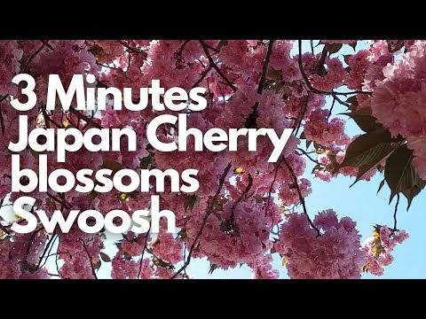 3 Minutes Japan Cherry blossoms Swoosh