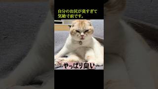 うんち後の自分のお尻をくんくんしたら臭すぎて気絶...笑#shorts