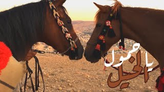 يا حمول الخيل | خيل  اللياثنة | ما شاء الله | Petra Horses Hasanat