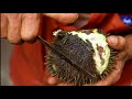 Unique Bengali Spiny Hedgehog Water Fruit Fox Nut | Water fruit fox nut | Bangla Street Food