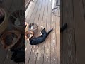 a stray cat