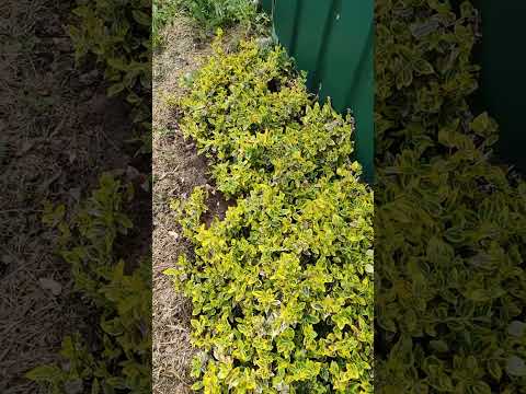 БЕРЕСКЛЕТ Форчуна Емеральд Голд /ВКС/розмір від 20см, видео 1