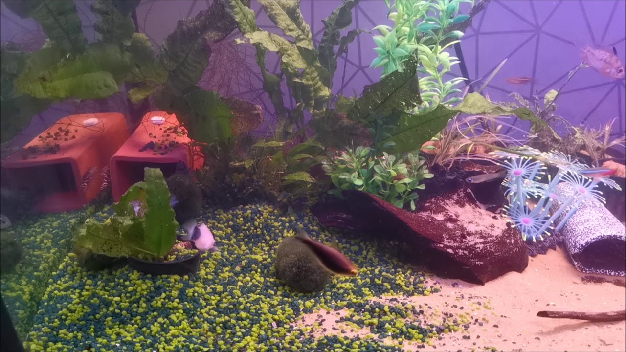 My New commercial fish tank YouTube