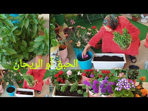 طريقة زرع الحبق أو الريحان بجميع مراحله ومعلومات كثيرة عليه مع أمي إيطو 