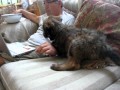 Paco the Briard puppy and dad watching football の動画、YouTube動画。