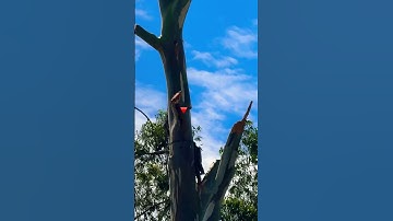 Khám Phá Nghề Nguy Hiểm Nhất Việt Nam - #WoodWorking Cắt Cây Cổ Thụ Ở Đà Lạt