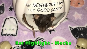 Rat Highlight - Mocha