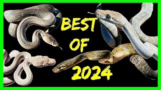 Celebrity HOW DID WE DO? | 2024 HOLDBACKS Profile