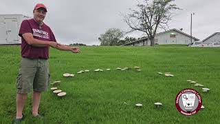 Science In Seconds What Is A Fairy Ring?