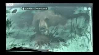 Man finds bear in his truck