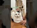 いい匂いのする猫