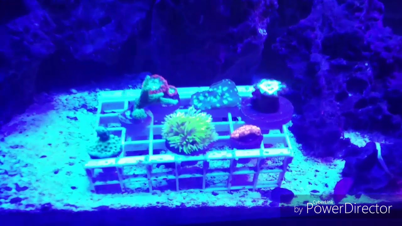 nano reef pesce pagliaccio Billy Pipes 1500 Subscriber Giveaway