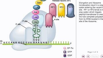 Translation animation 3 - prokaryotic Translation Termination