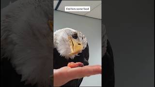 This group of people found a drowning eagle and then... Profile