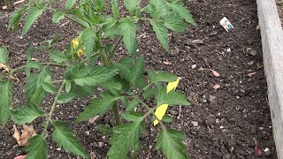 5 SIMPLE Ways to Prevent Early Tomato Blight Organically