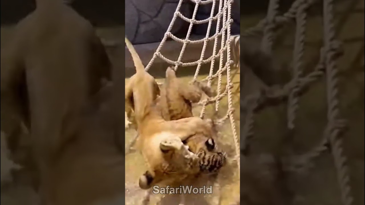 A tiger cub and a lion cub splash, tumble, and wrestle together in pure, playful chaos.