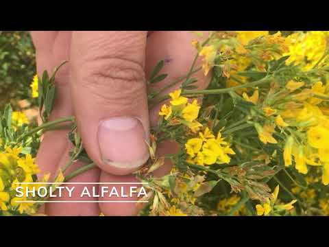 Video: Yellow alfalfa: characteristics, description, useful properties