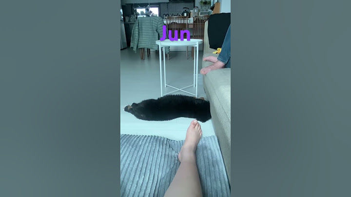 대형견 성장속도 체감🐾 #shorts #버니즈마운틴독