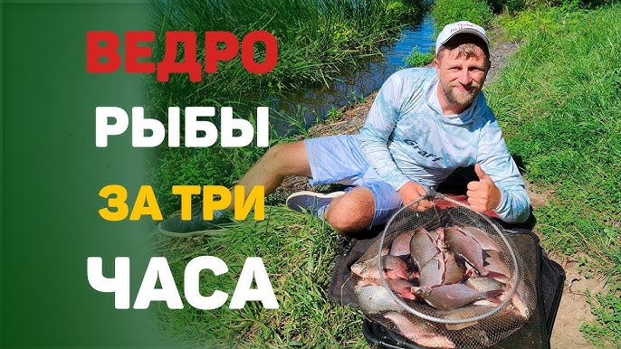 Ловля леща на дону - секреты и советы | Промываем мозги на Рыбалка.ру
