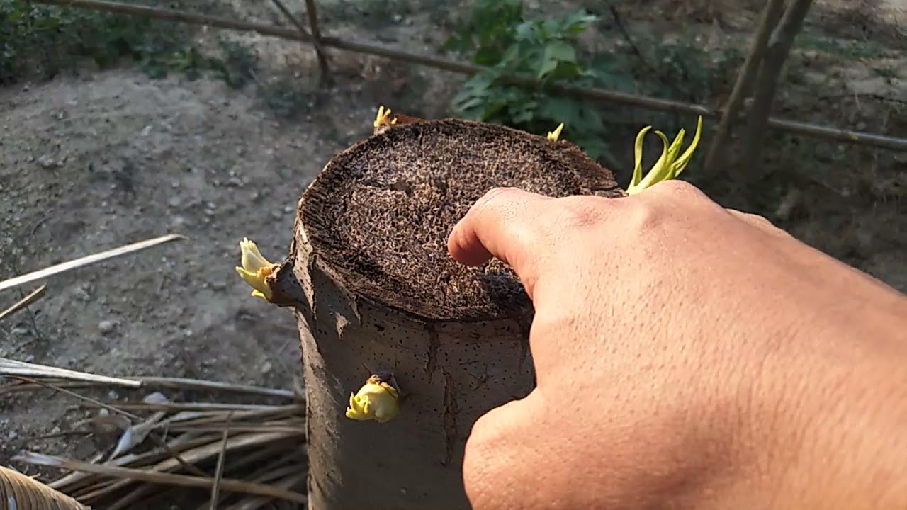 จันผาเทคนิกการปลูก                   #จันผา                                          #ไร่คุณแหวว