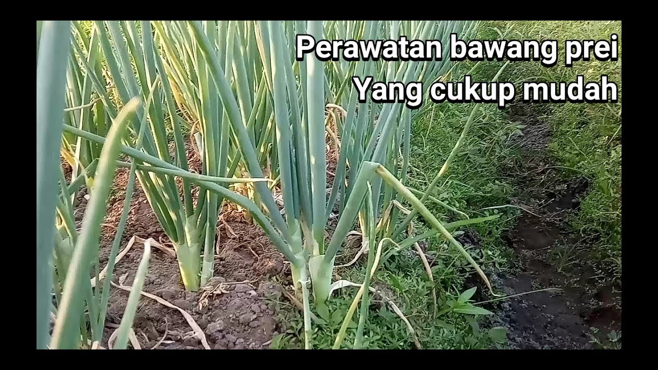 Cara mudah merawat bawang prei YouTube Cara mudah merawat bawang prei YouTube